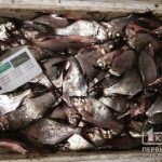Десятки килограммов рыбы в Кривом Роге на водохранилище могли выловить незаконно, — заявление