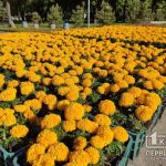 На криворожских цветочных часах высадили 22 тысячи цинерарий, петуний и тагетесов за 376 тысяч гривен