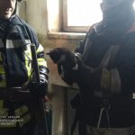 Криворізькі рятувальники дістали кошеня зі сміттєпроводу багатоповерхового будинку